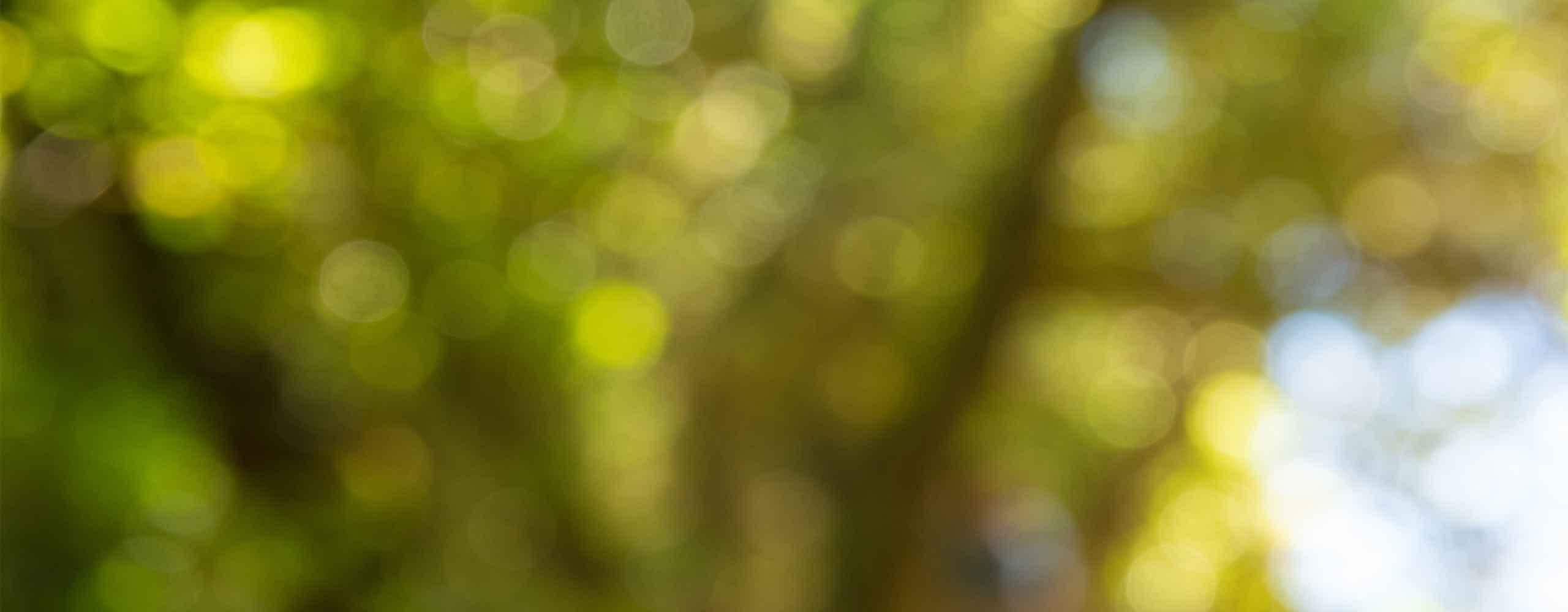 APOfit Shop Naturprodukte – unscharfer grüner Naturhintergrund mit Lichtreflexen