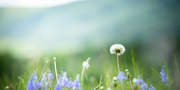 Banner mobil Naturfeh Schönes schenken Genuss erleben